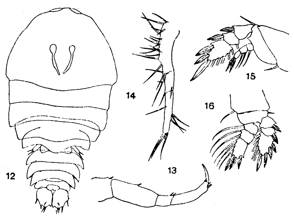 Species Sapphirina darwini - Plate 5 of morphological figures