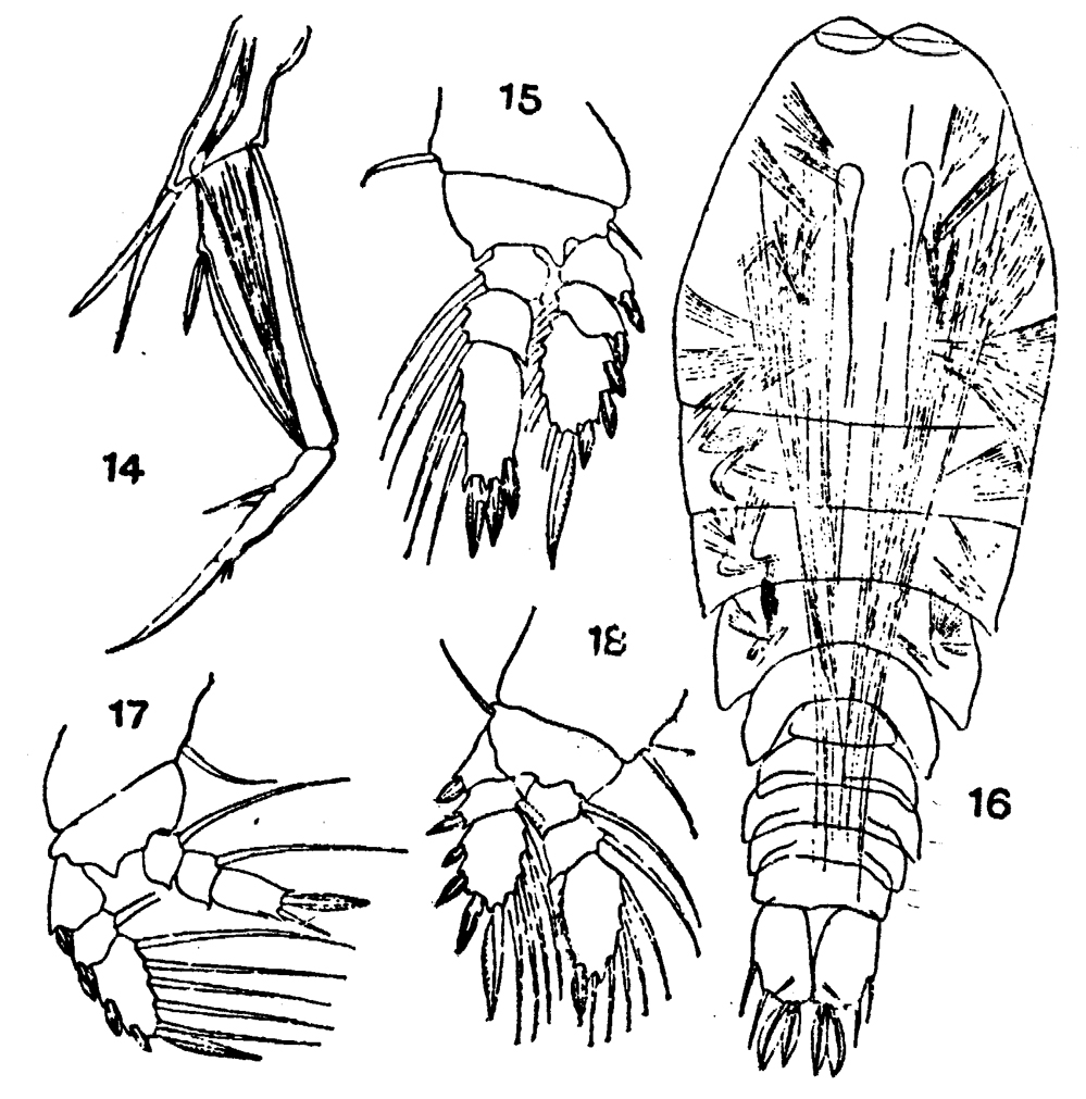 Species Sapphirina metallina - Plate 7 of morphological figures