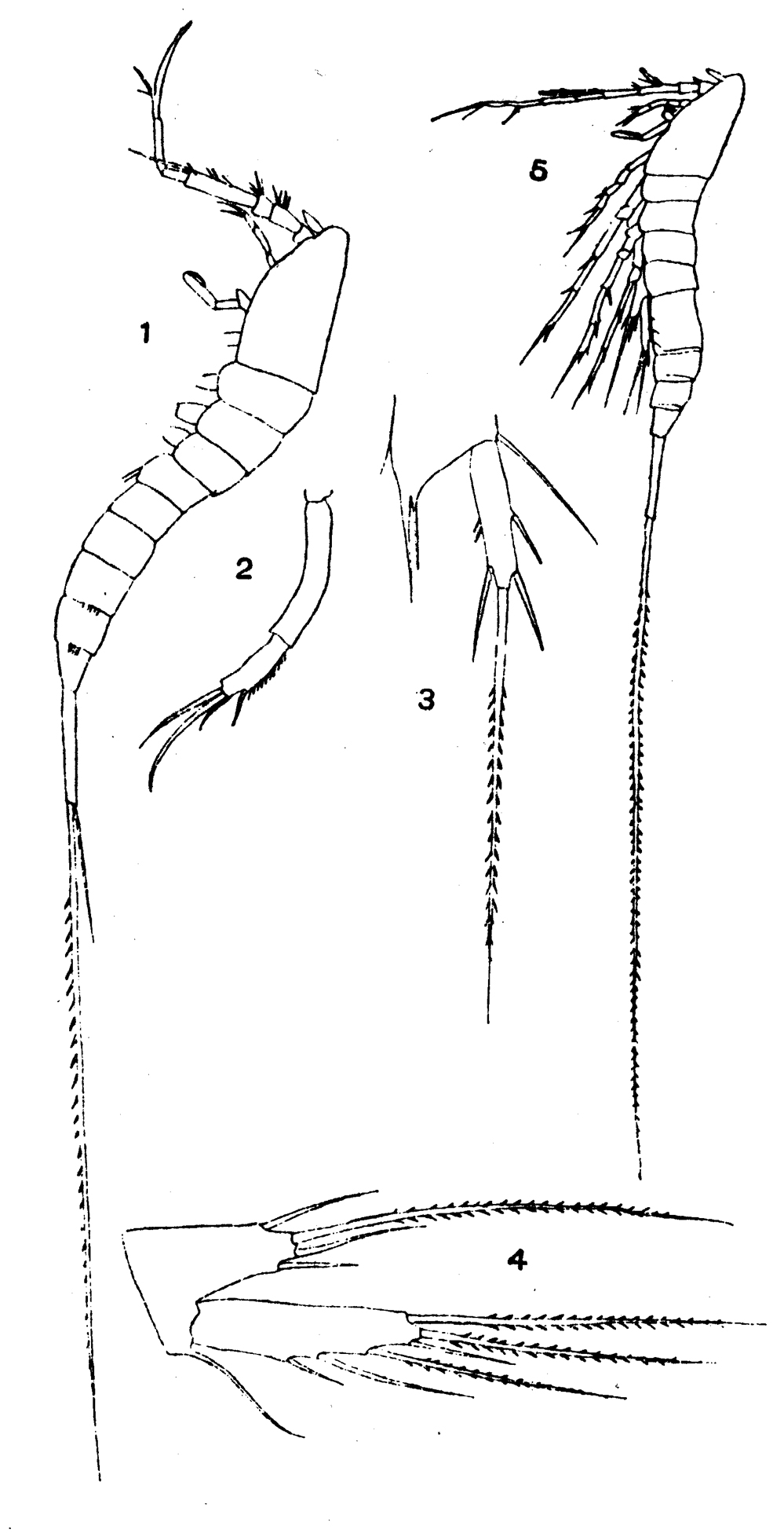 Espèce Macrosetella gracilis - Planche 8 de figures morphologiques