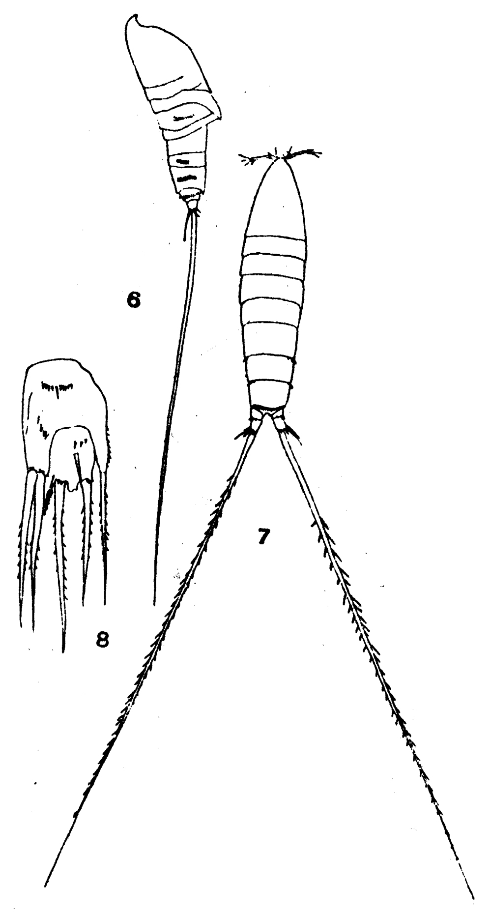 Species Microsetella rosea - Plate 5 of morphological figures