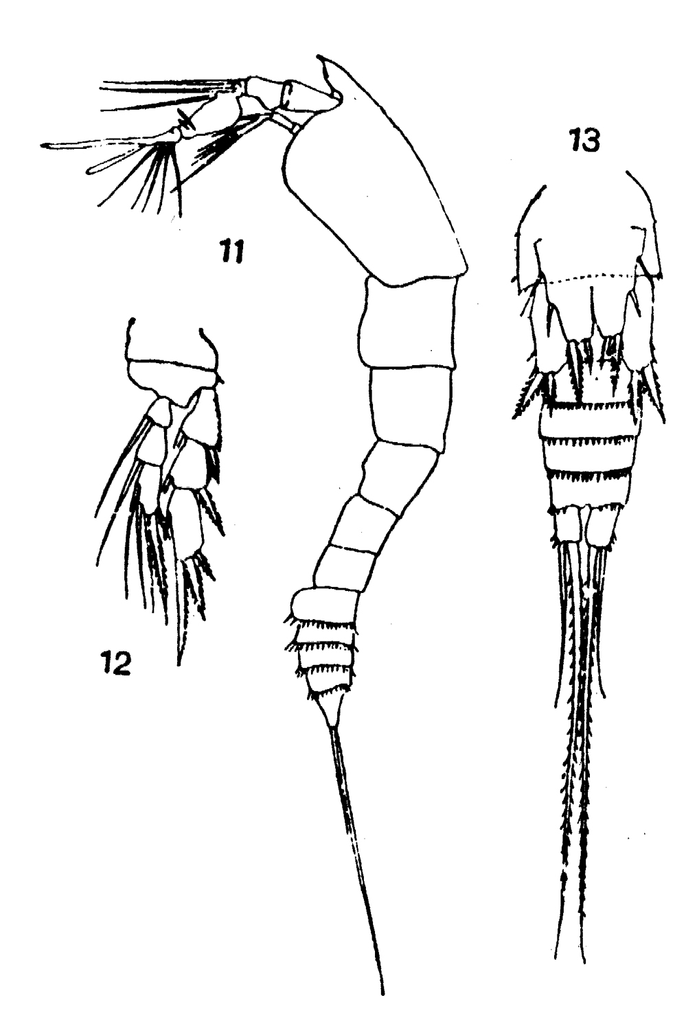 Species Euterpina acutifrons - Plate 9 of morphological figures
