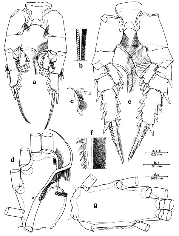 Espèce Euchirella paulinae - Planche 4 de figures morphologiques