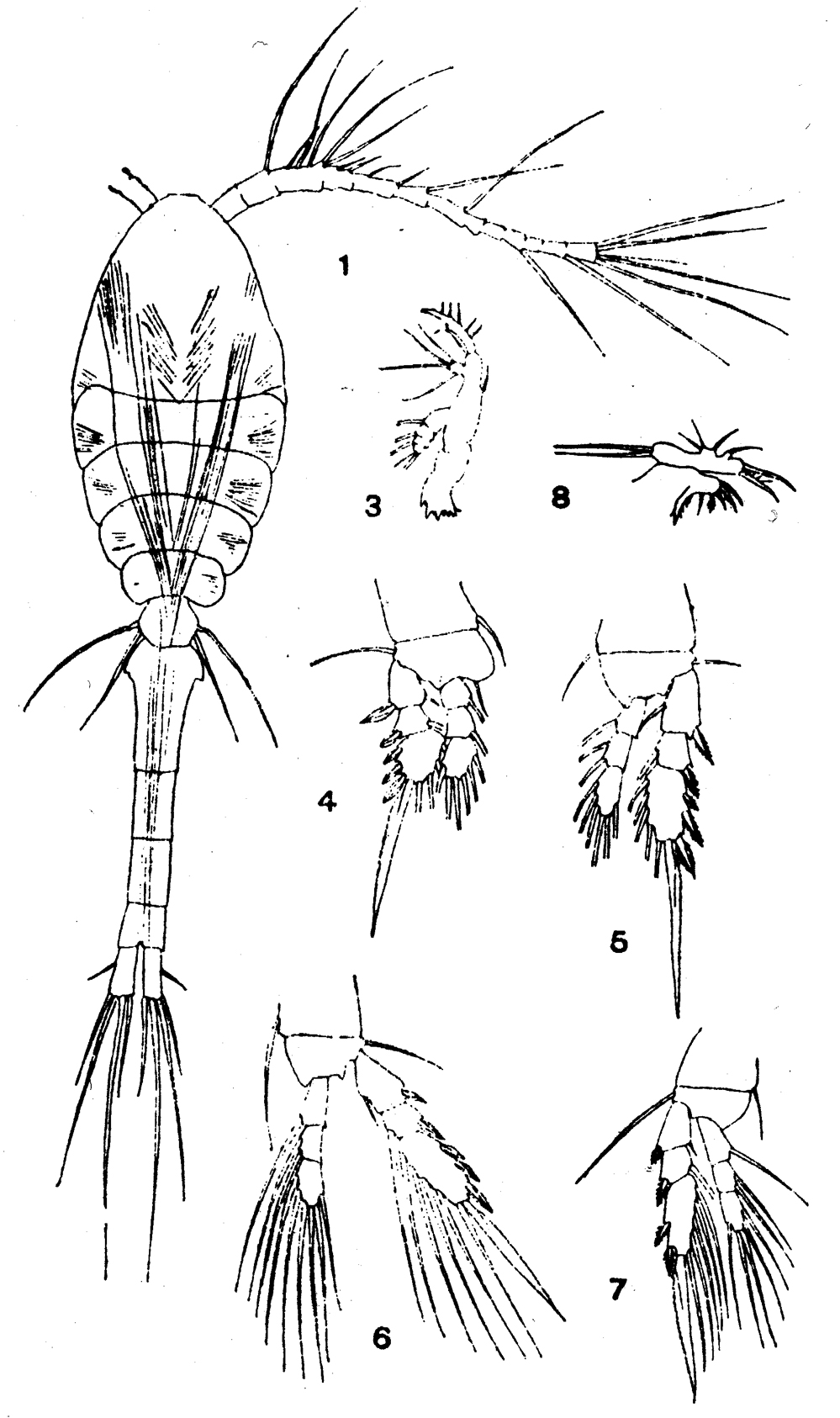 Espce Oithona nana - Planche 13 de figures morphologiques