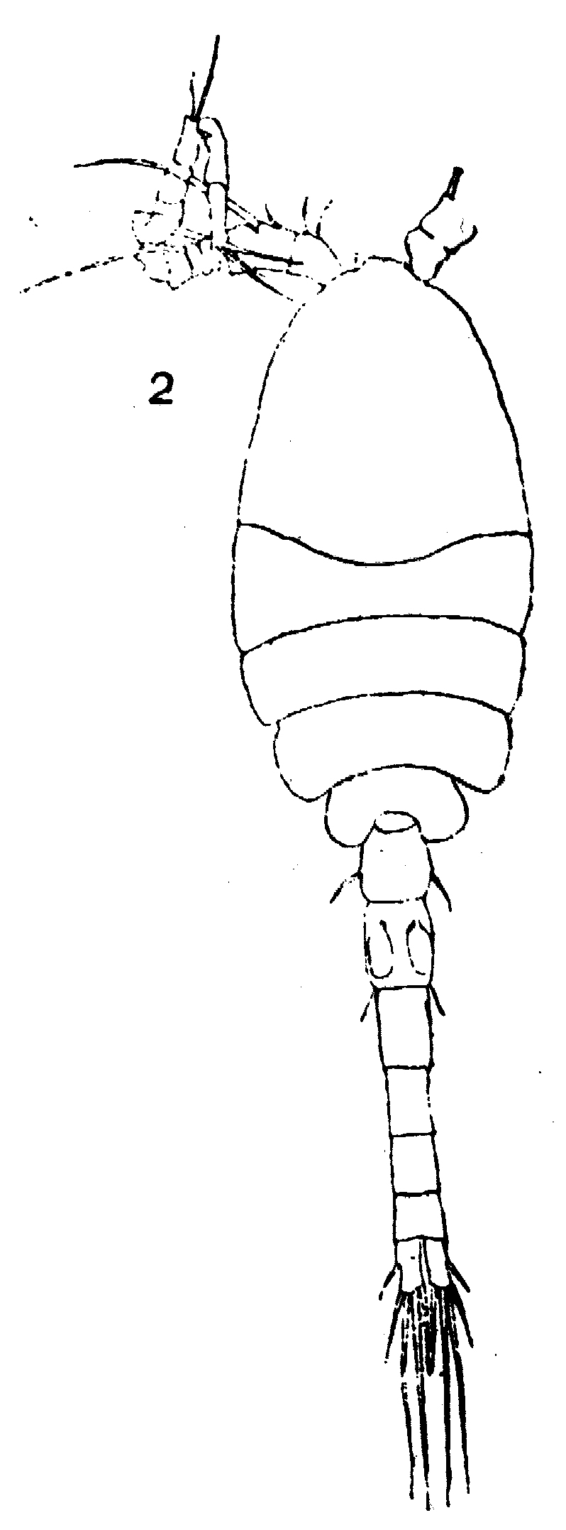 Espce Oithona nana - Planche 14 de figures morphologiques