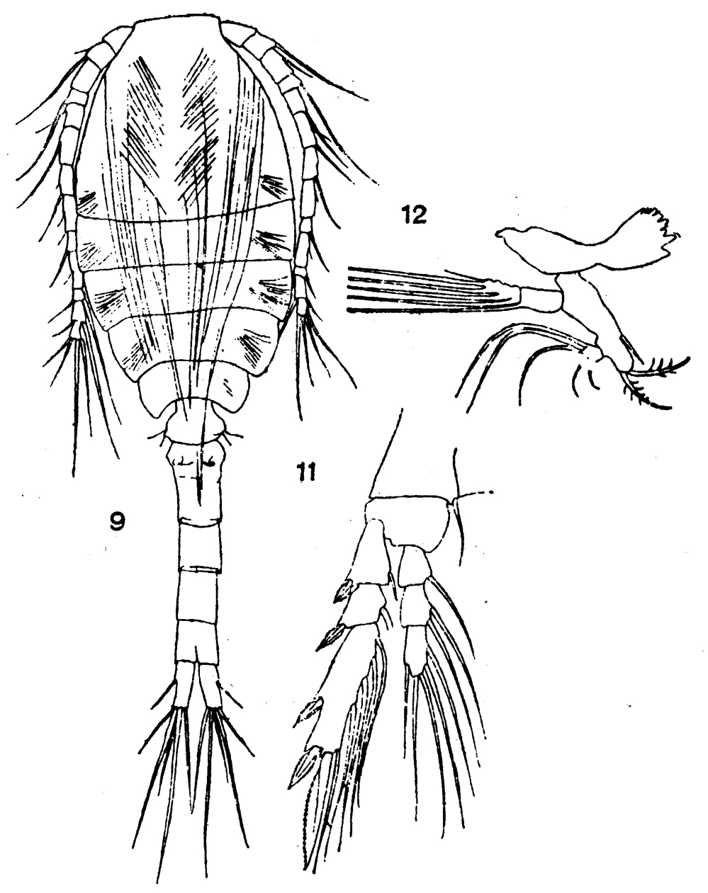Species Dioithona rigida - Plate 4 of morphological figures