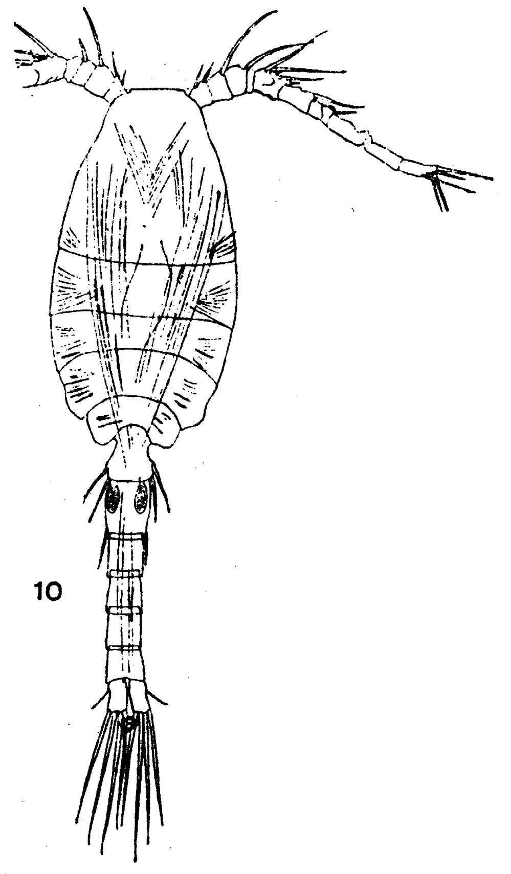 Species Dioithona rigida - Plate 5 of morphological figures