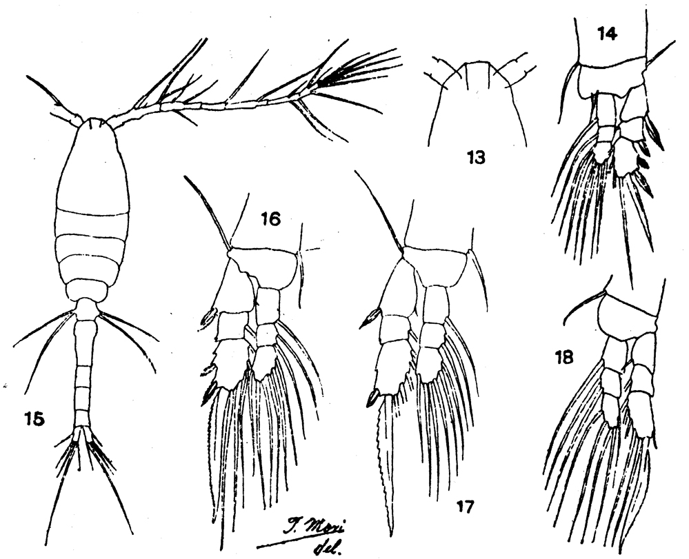 Espèce Oithona fallax - Planche 10 de figures morphologiques