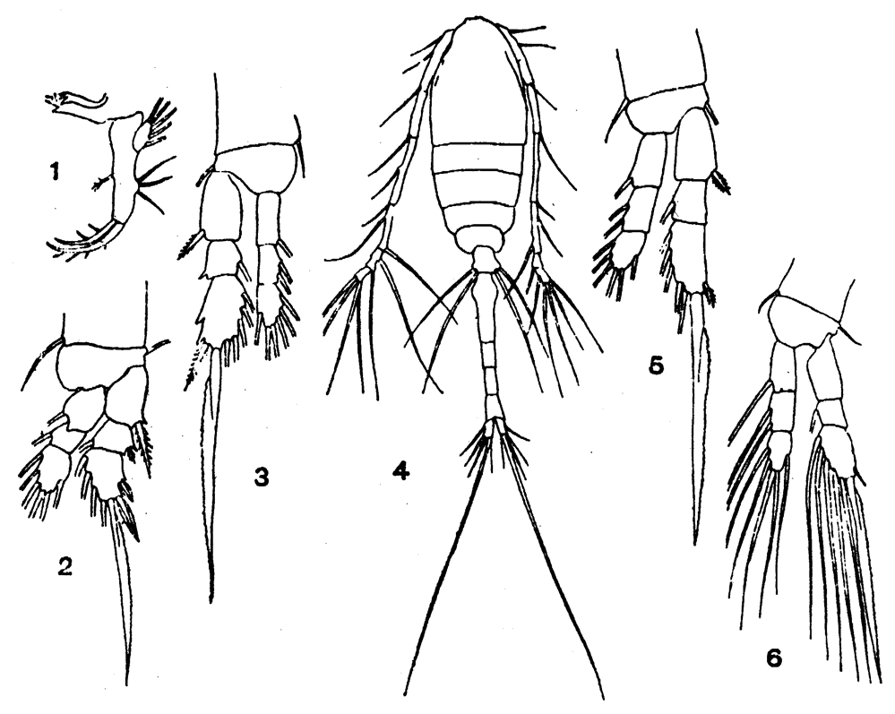 Espèce Oithona similis-Group - Planche 12 de figures morphologiques