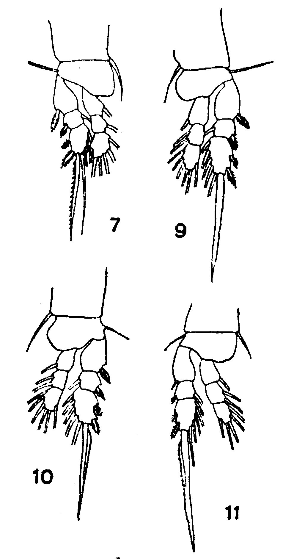 Espce Oithona similis-Group - Planche 15 de figures morphologiques