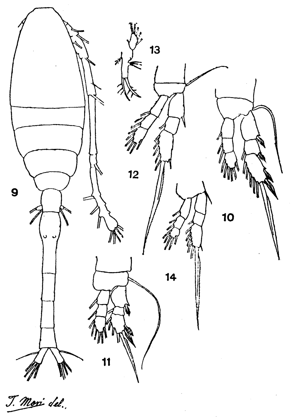 Espce Oithona decipiens - Planche 6 de figures morphologiques