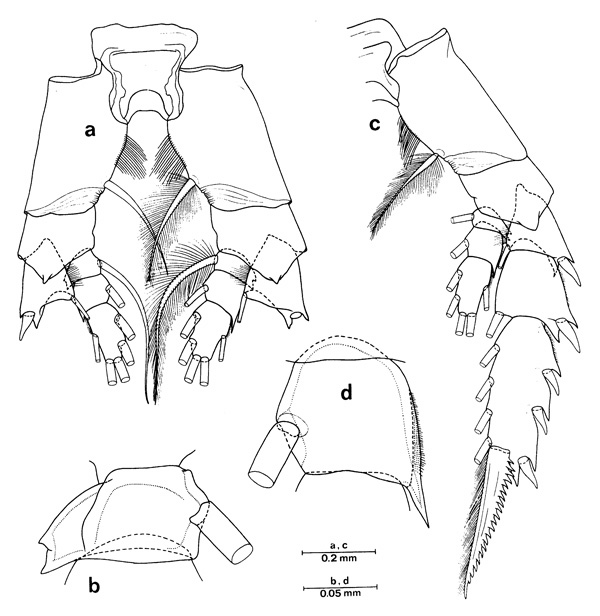 Species Euchirella paulinae - Plate 5 of morphological figures