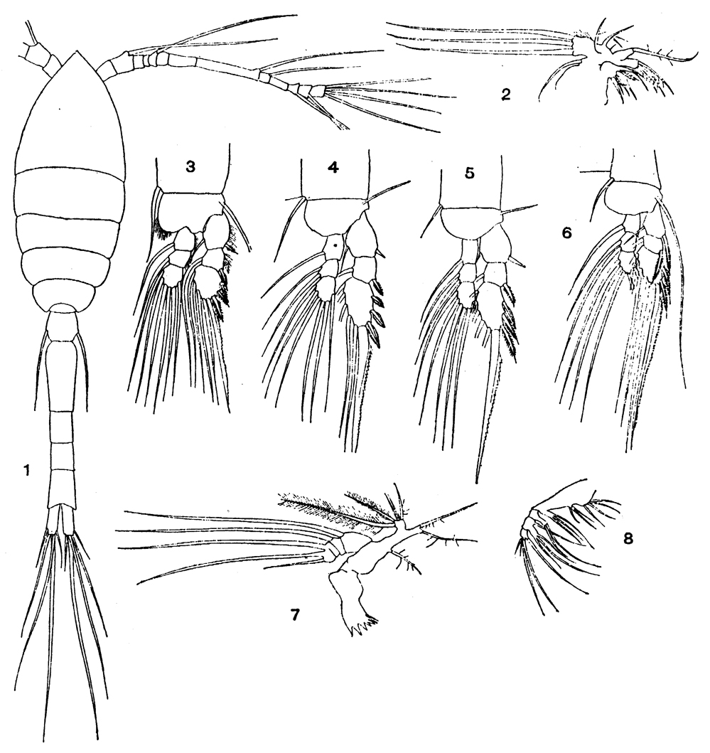 Species Oithona robusta - Plate 5 of morphological figures