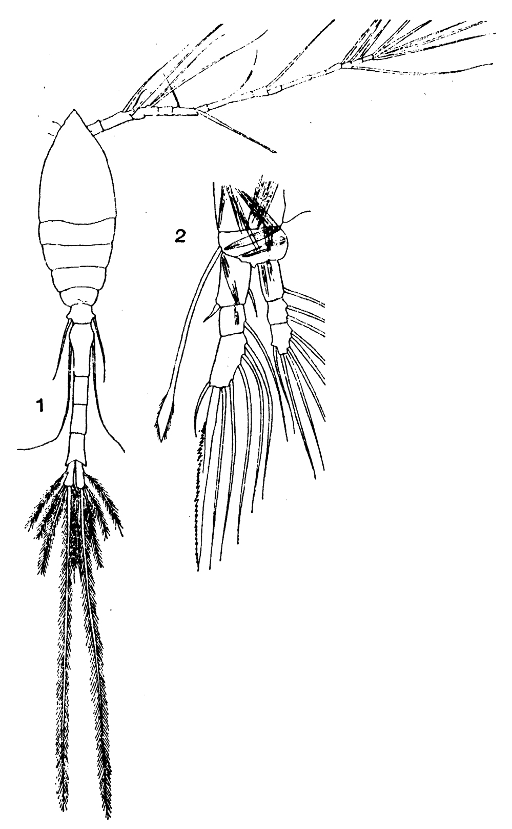 Espèce Oithona setigera - Planche 10 de figures morphologiques