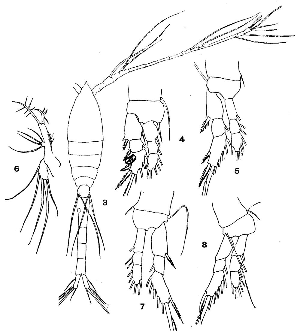 Species Oithona atlantica - Plate 11 of morphological figures