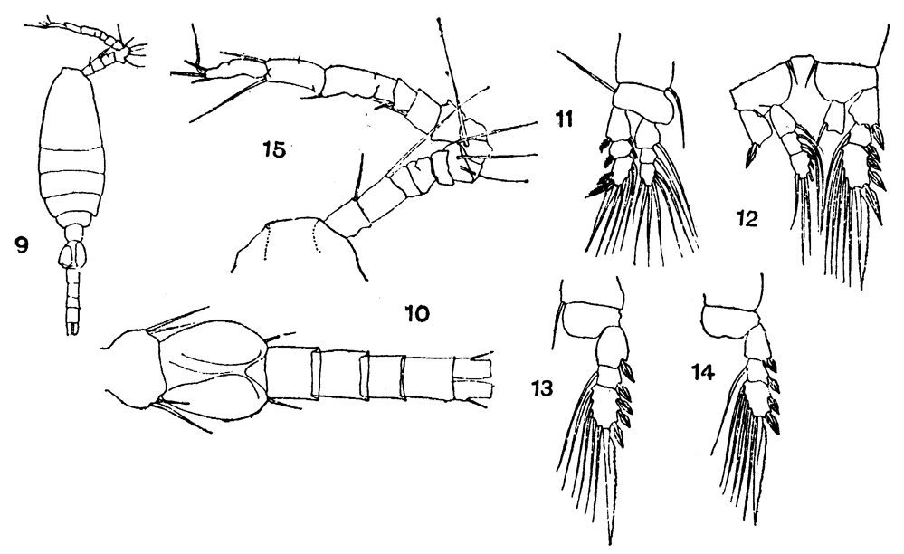 Species Oithona atlantica - Plate 12 of morphological figures