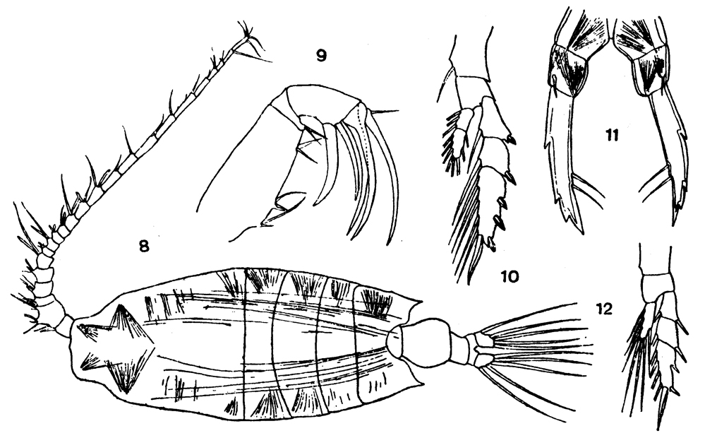 Species Candacia tuberculata - Plate 6 of morphological figures