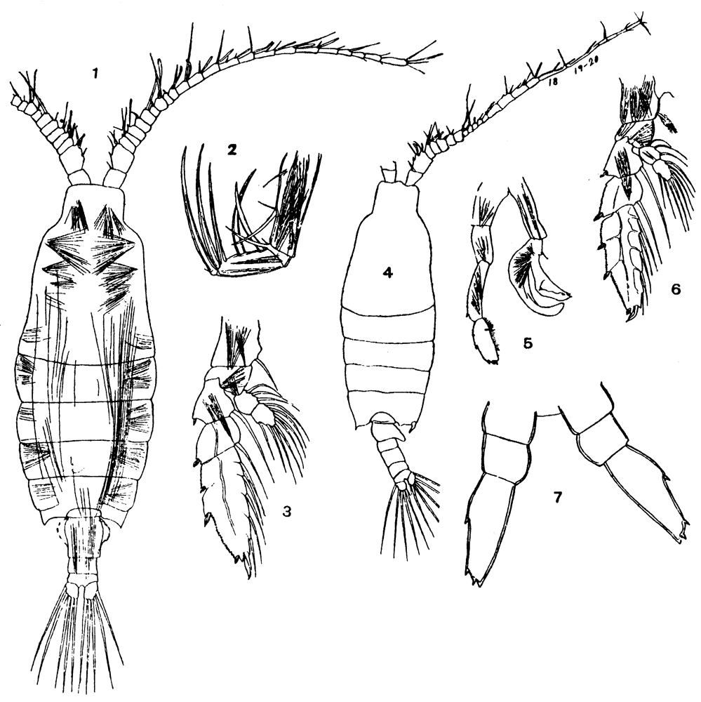Espèce Candacia longimana - Planche 7 de figures morphologiques