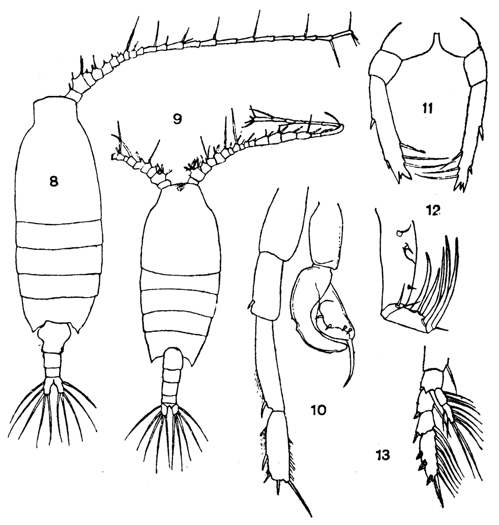 Species Candacia catula - Plate 4 of morphological figures