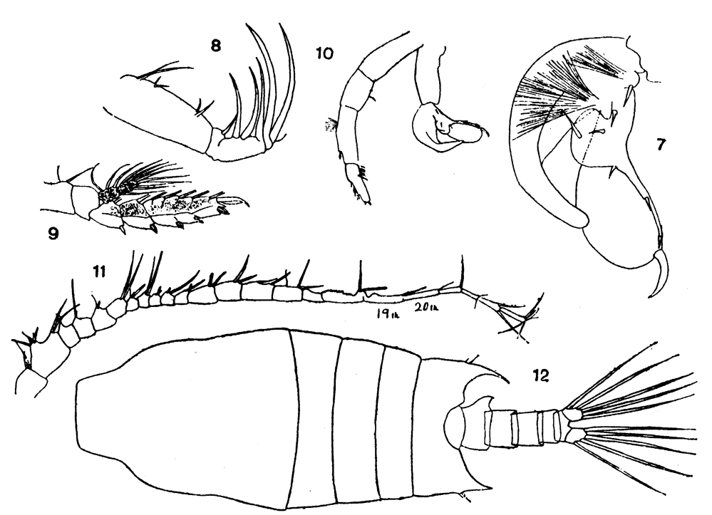 Species Candacia bipinnata - Plate 22 of morphological figures