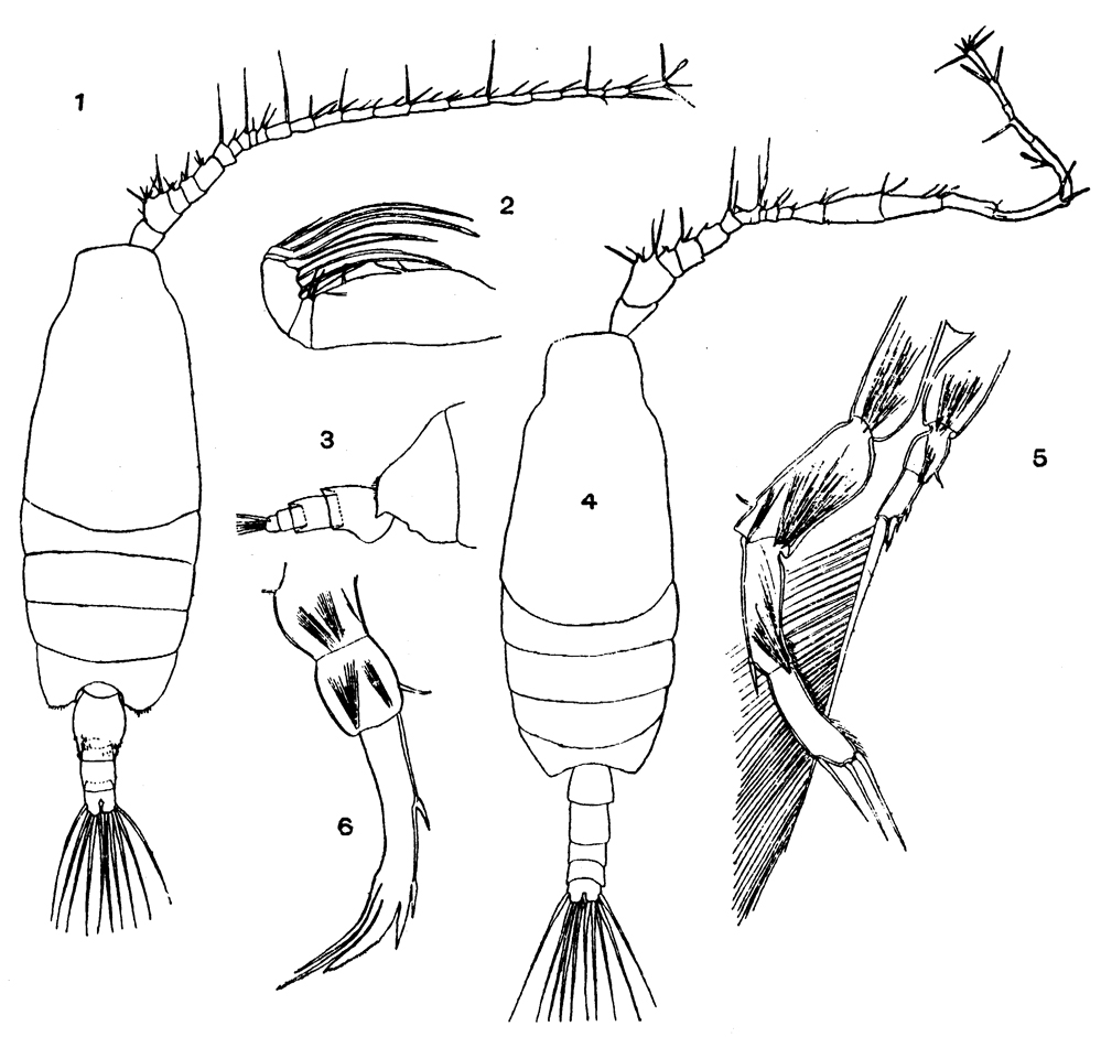 Species Candacia truncata - Plate 7 of morphological figures