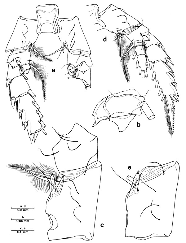 Species Euchirella paulinae - Plate 6 of morphological figures