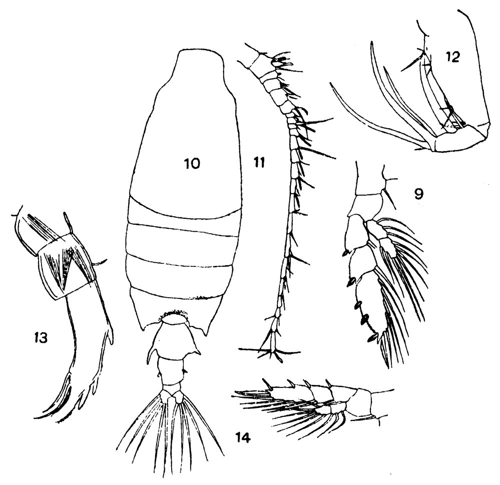 Species Candacia bispinosa - Plate 4 of morphological figures