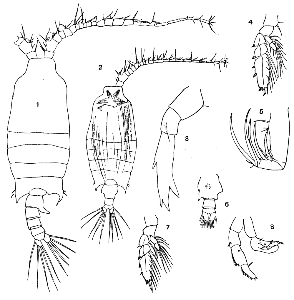 Species Candacia curta - Plate 8 of morphological figures