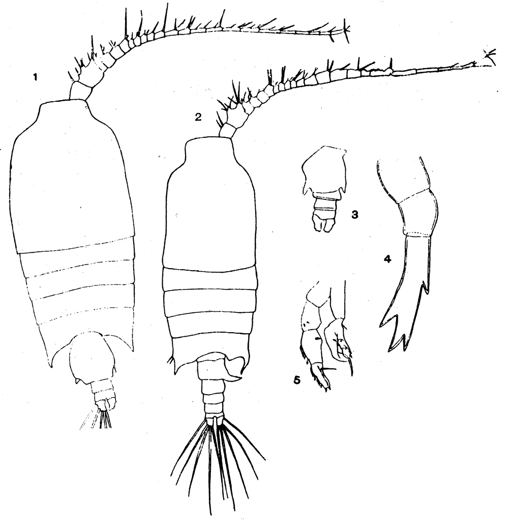 Species Candacia curta - Plate 7 of morphological figures