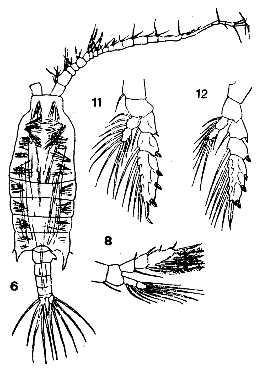 Espèce Candacia bipinnata - Planche 20 de figures morphologiques