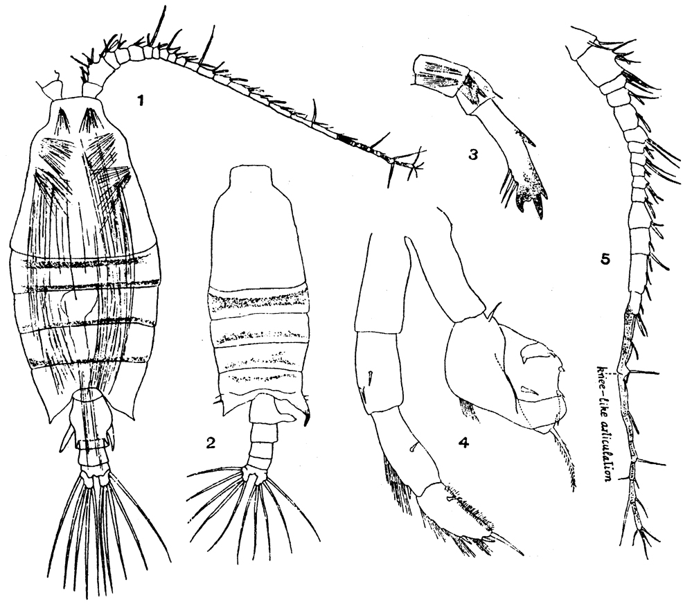 Espèce Candacia pachydactyla - Planche 9 de figures morphologiques