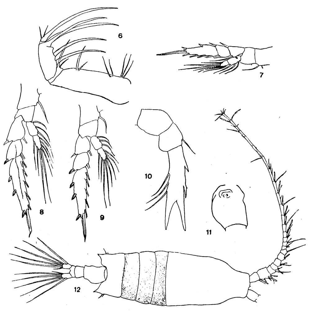Espèce Candacia columbiae - Planche 3 de figures morphologiques