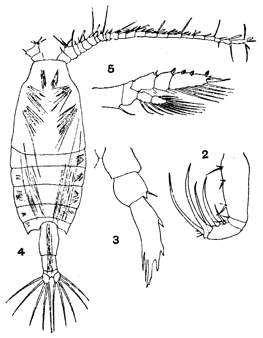 Espèce Candacia simplex - Planche 5 de figures morphologiques