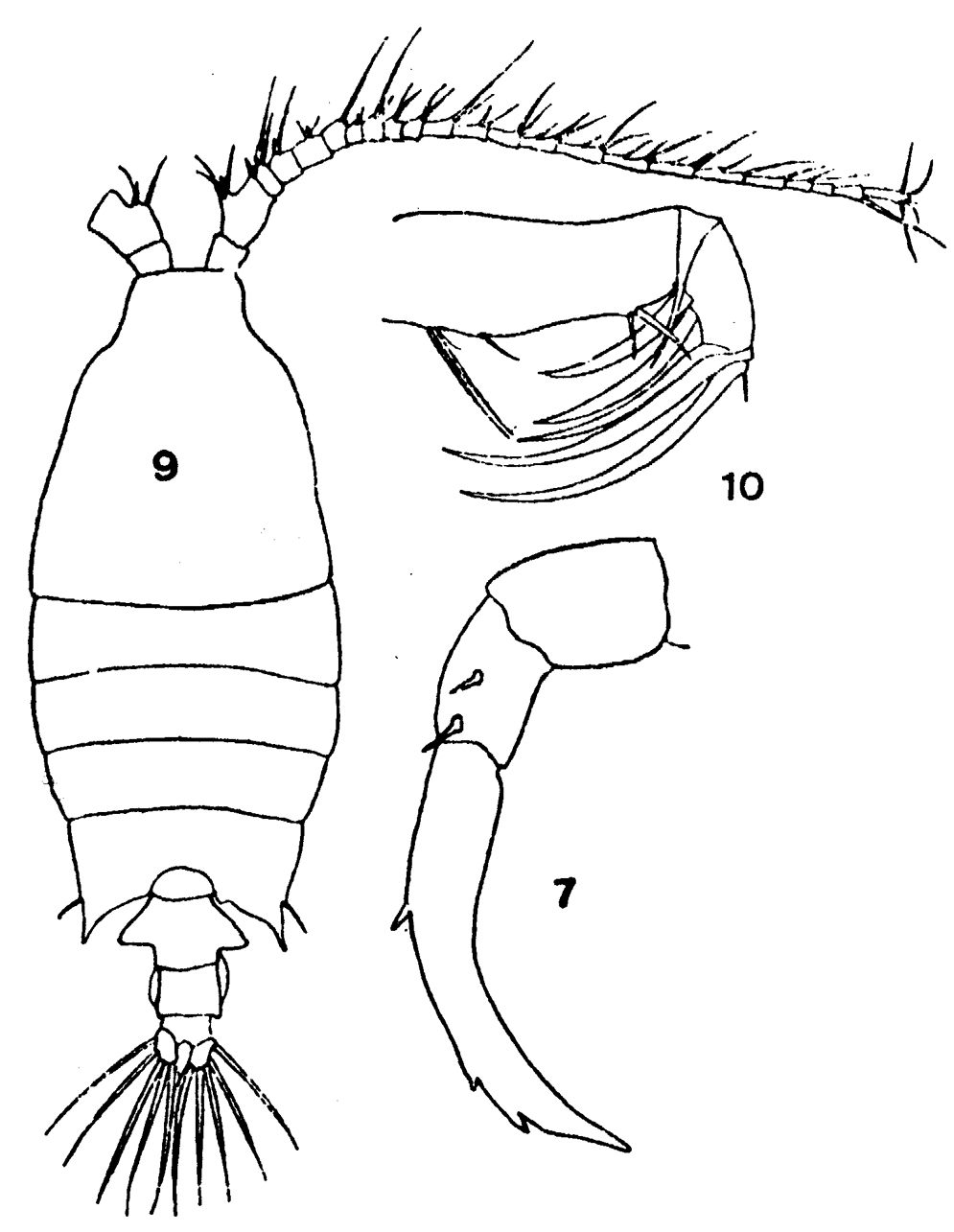 Espèce Candacia bipinnata - Planche 19 de figures morphologiques