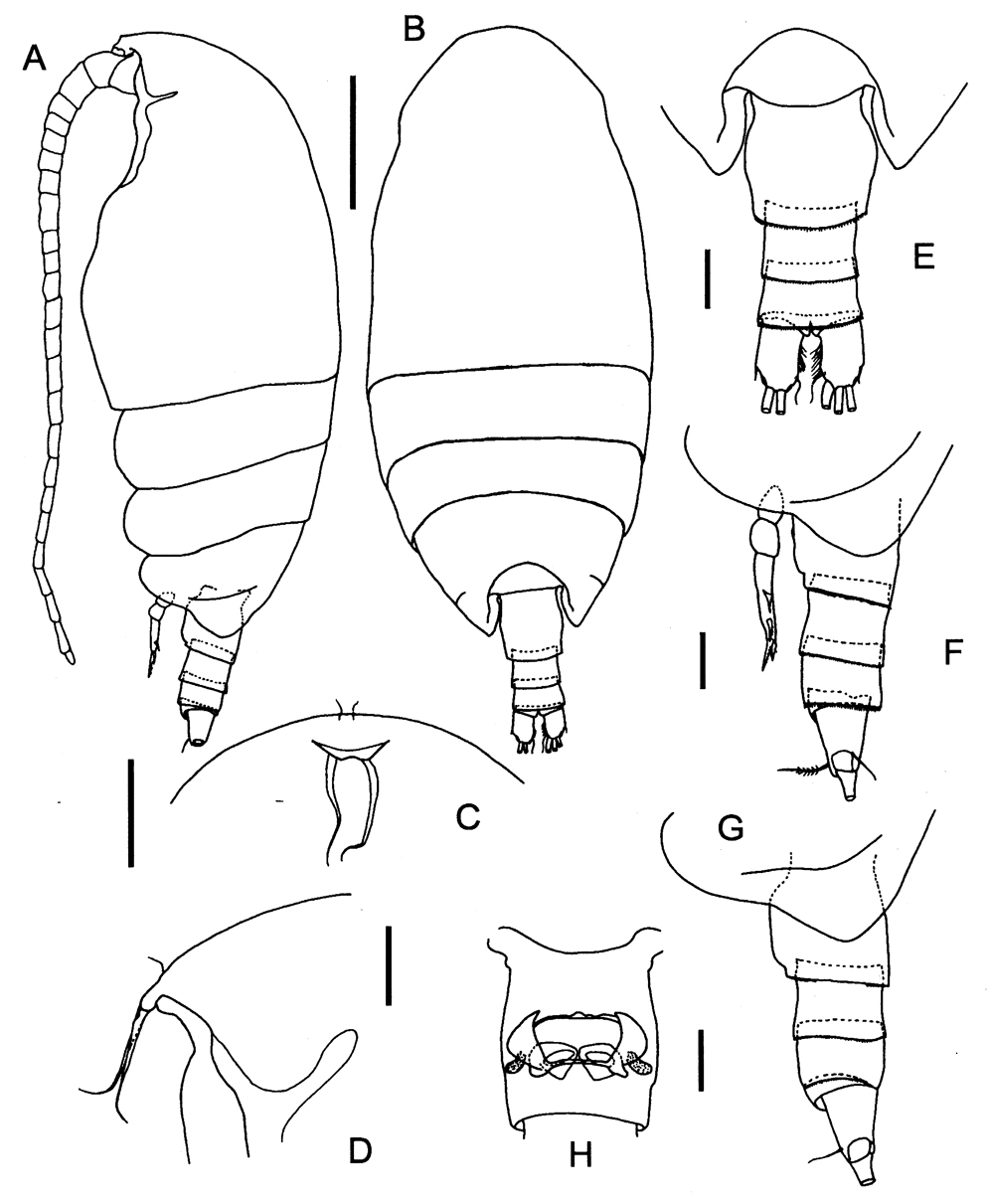 Espce Procenognatha semisensata - Planche 1 de figures morphologiques
