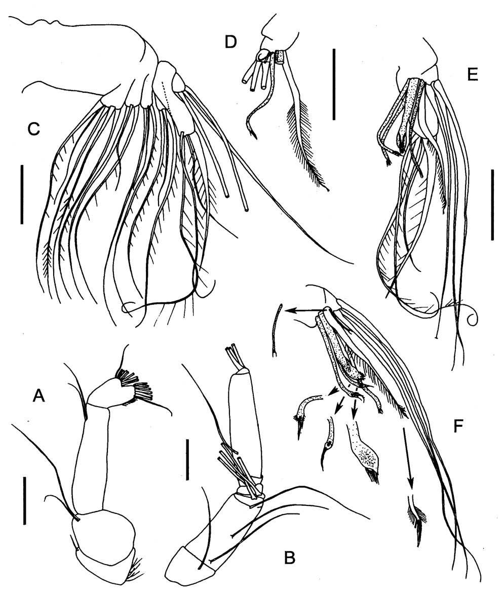 Species Procenognatha semisensata - Plate 2 of morphological figures