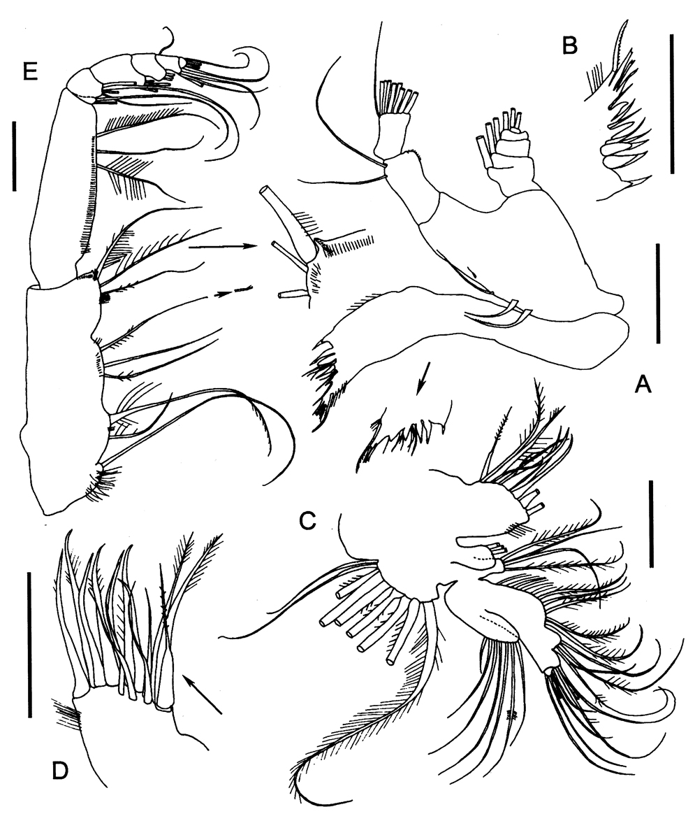 Espce Procenognatha semisensata - Planche 3 de figures morphologiques