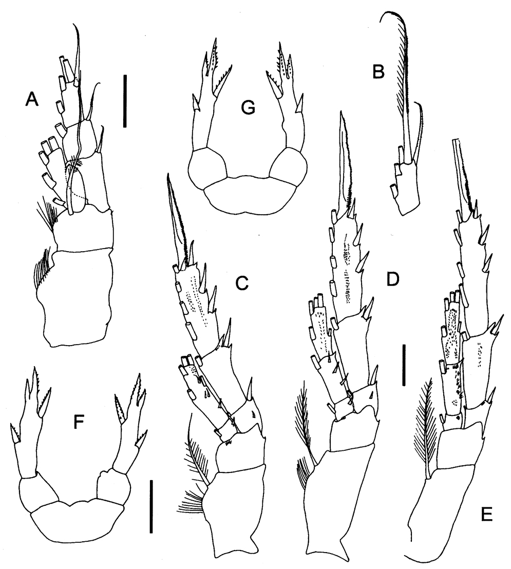 Espce Procenognatha semisensata - Planche 4 de figures morphologiques
