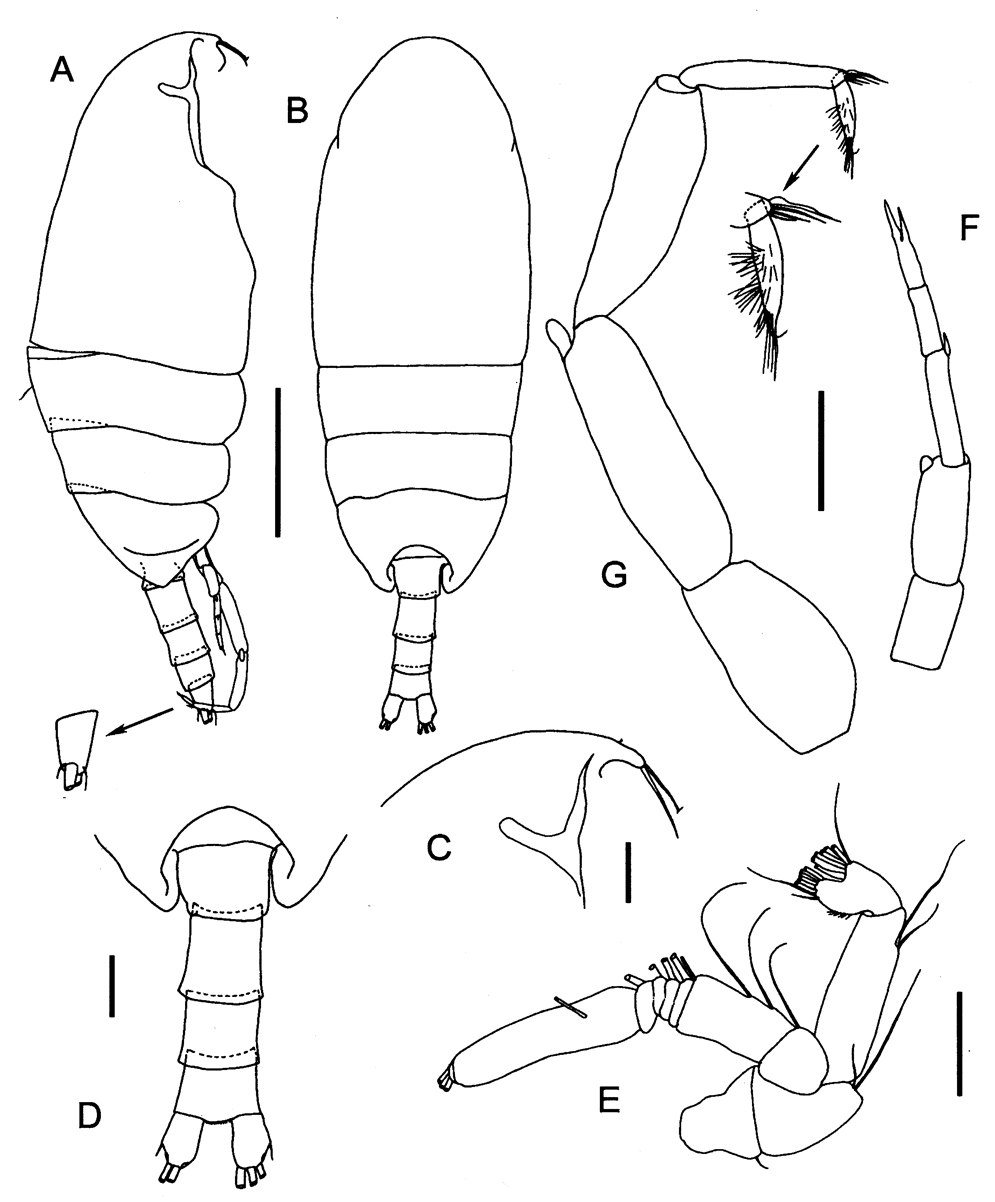 Espce Procenognatha semisensata - Planche 5 de figures morphologiques