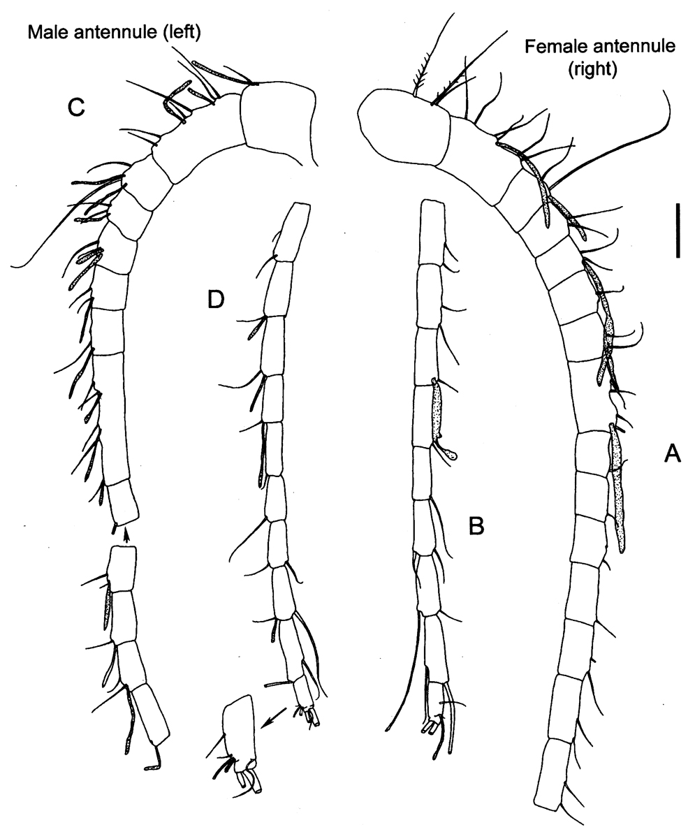 Espce Procenognatha semisensata - Planche 6 de figures morphologiques