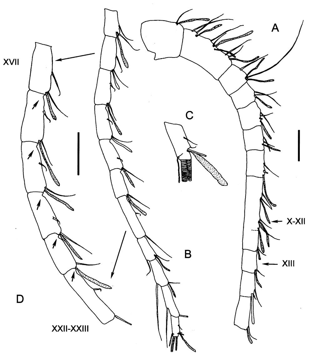 Espce Procenognatha semisensata - Planche 7 de figures morphologiques