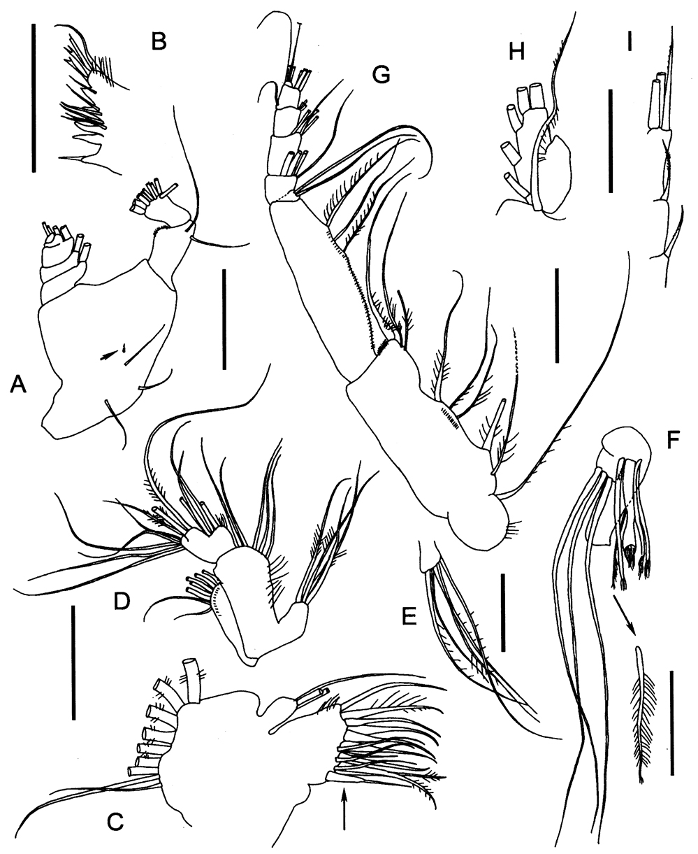 Espce Procenognatha semisensata - Planche 8 de figures morphologiques