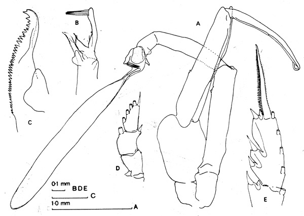 Espce Paraeuchaeta similis - Planche 2 de figures morphologiques
