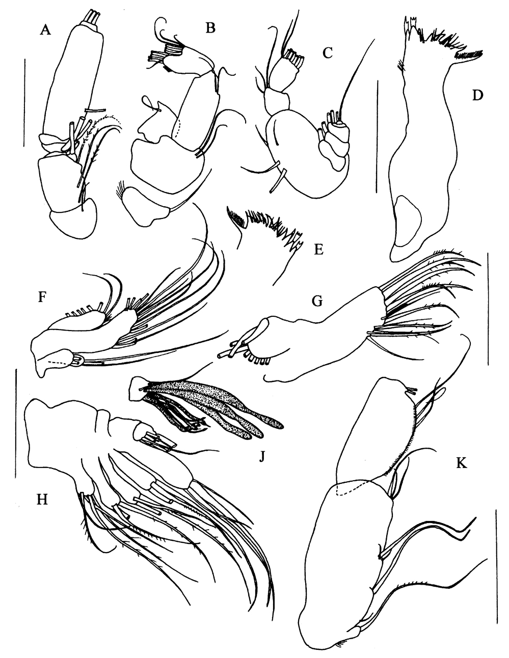 Espèce Paraxantharus victorbergeri - Planche 2 de figures morphologiques