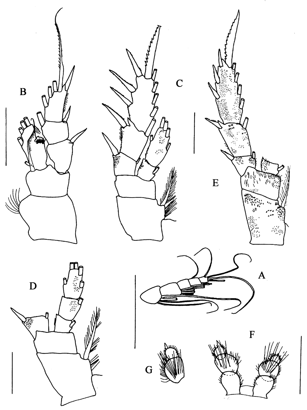 Espce Paraxantharus victorbergeri - Planche 3 de figures morphologiques