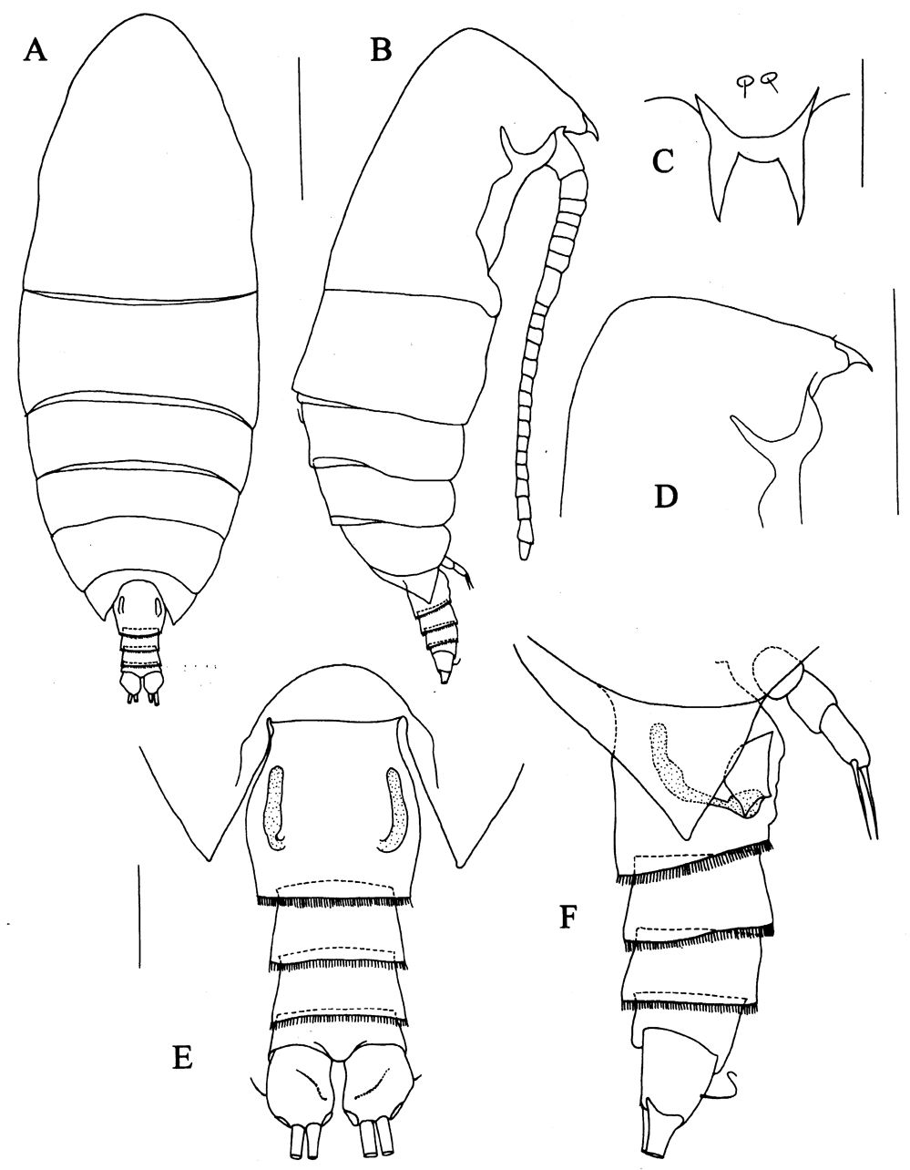 Species Kyphocalanus atlanticus - Plate 1 of morphological figures