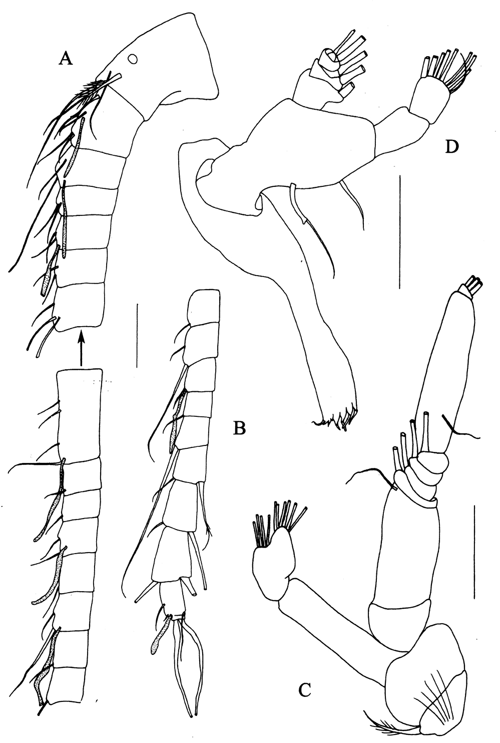 Espèce Kyphocalanus atlanticus - Planche 2 de figures morphologiques