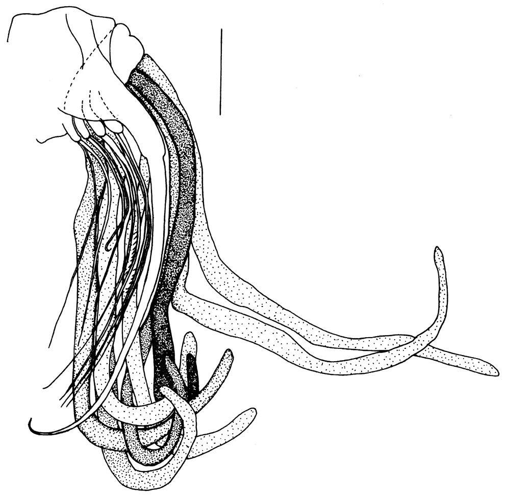 Espce Kyphocalanus atlanticus - Planche 4 de figures morphologiques