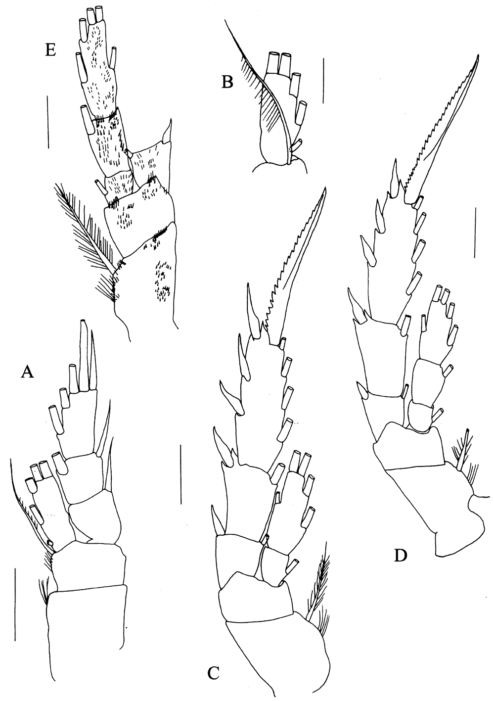 Espce Kyphocalanus atlanticus - Planche 5 de figures morphologiques