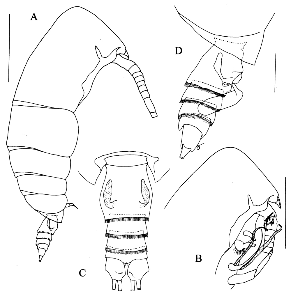 Species Kyphocalanus sp.1 - Plate 1 of morphological figures