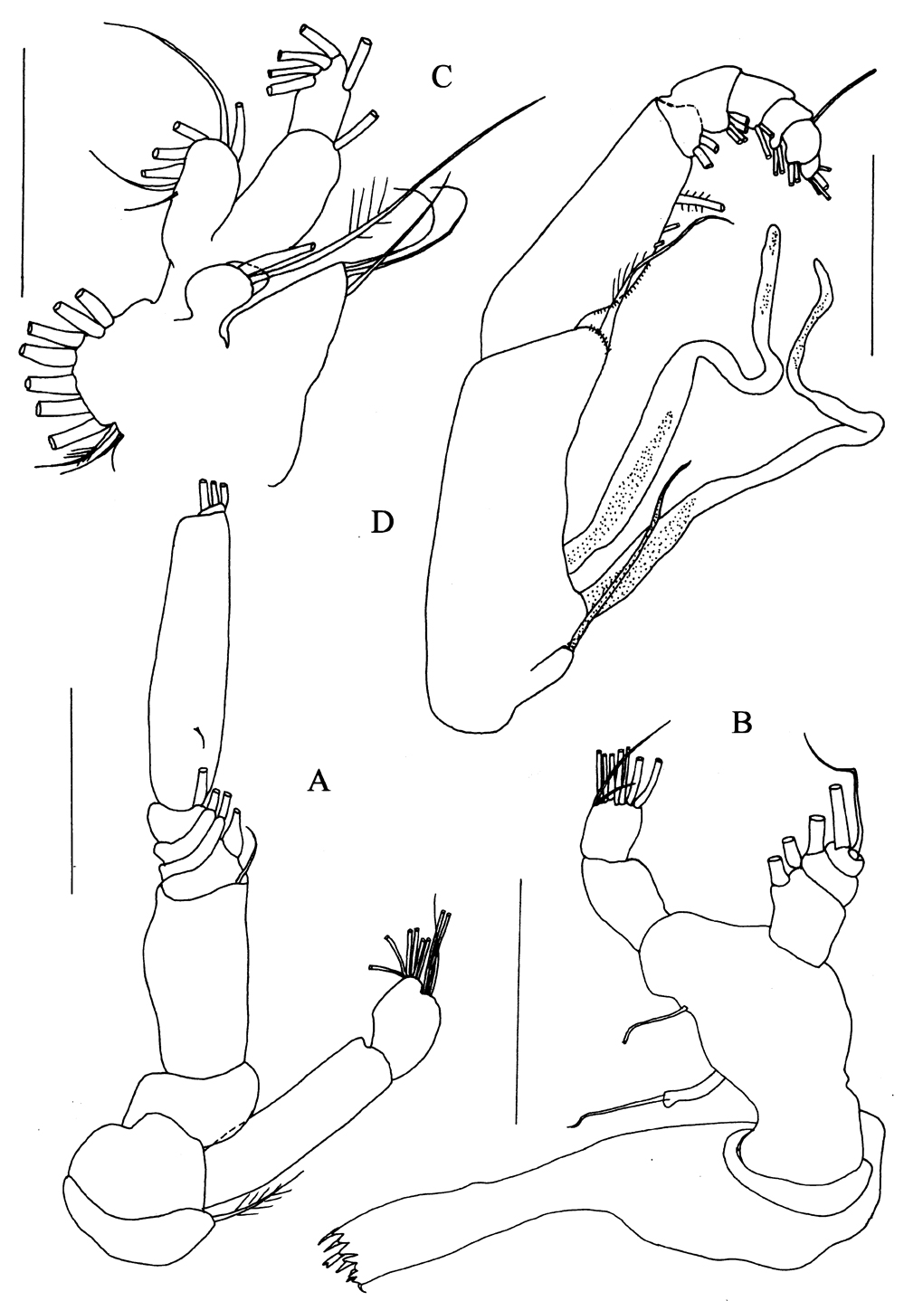 Espce Kyphocalanus sp.1 - Planche 2 de figures morphologiques
